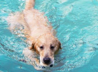Dealing With a Sprained Dog Tail? Here’s Everything You Should Know About Swimmer’s Tail